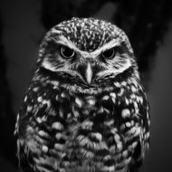 The Young Owl Blog